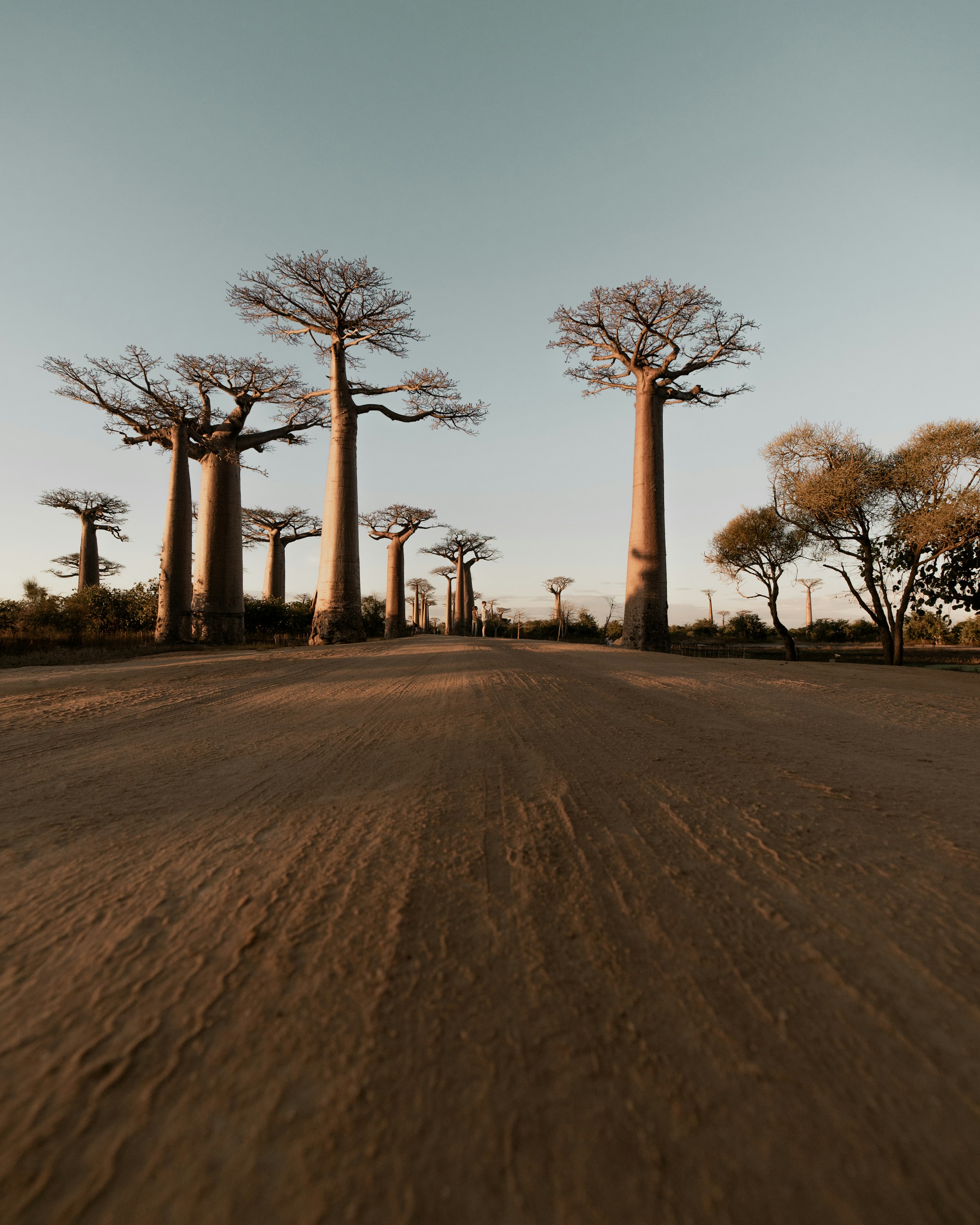 Baobab à Majunga Madagascar coucher de soleil
